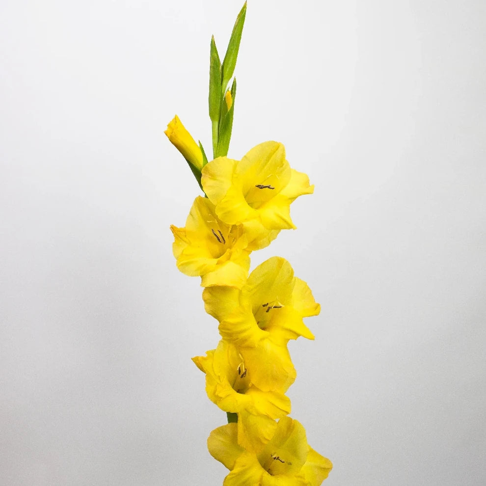 Yellow Gladiolus - main