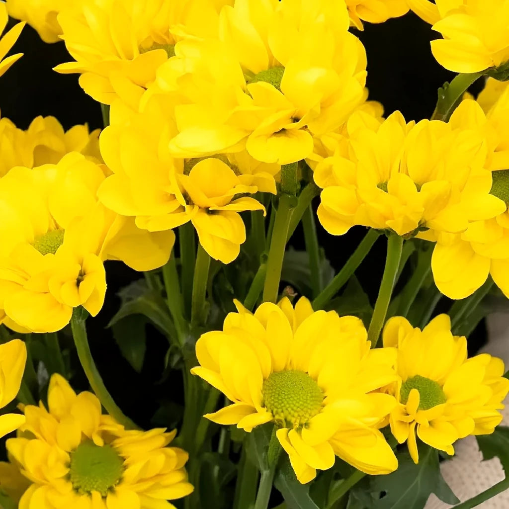 Yellow Pom Novelty - main