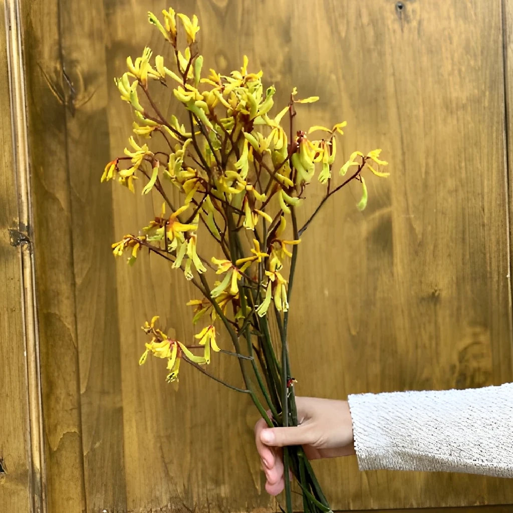 Yellow Kangaroo Paw - alternative 2
