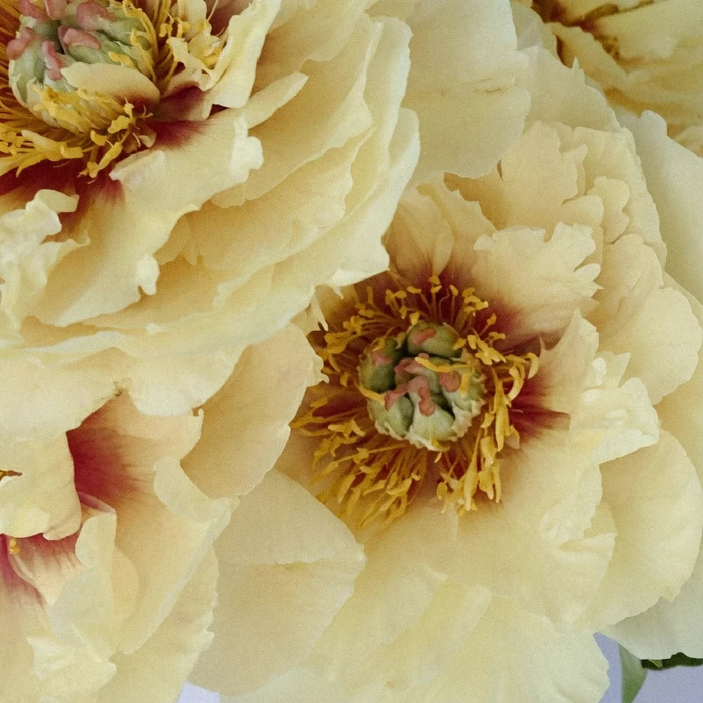 Yellow Peonies - main