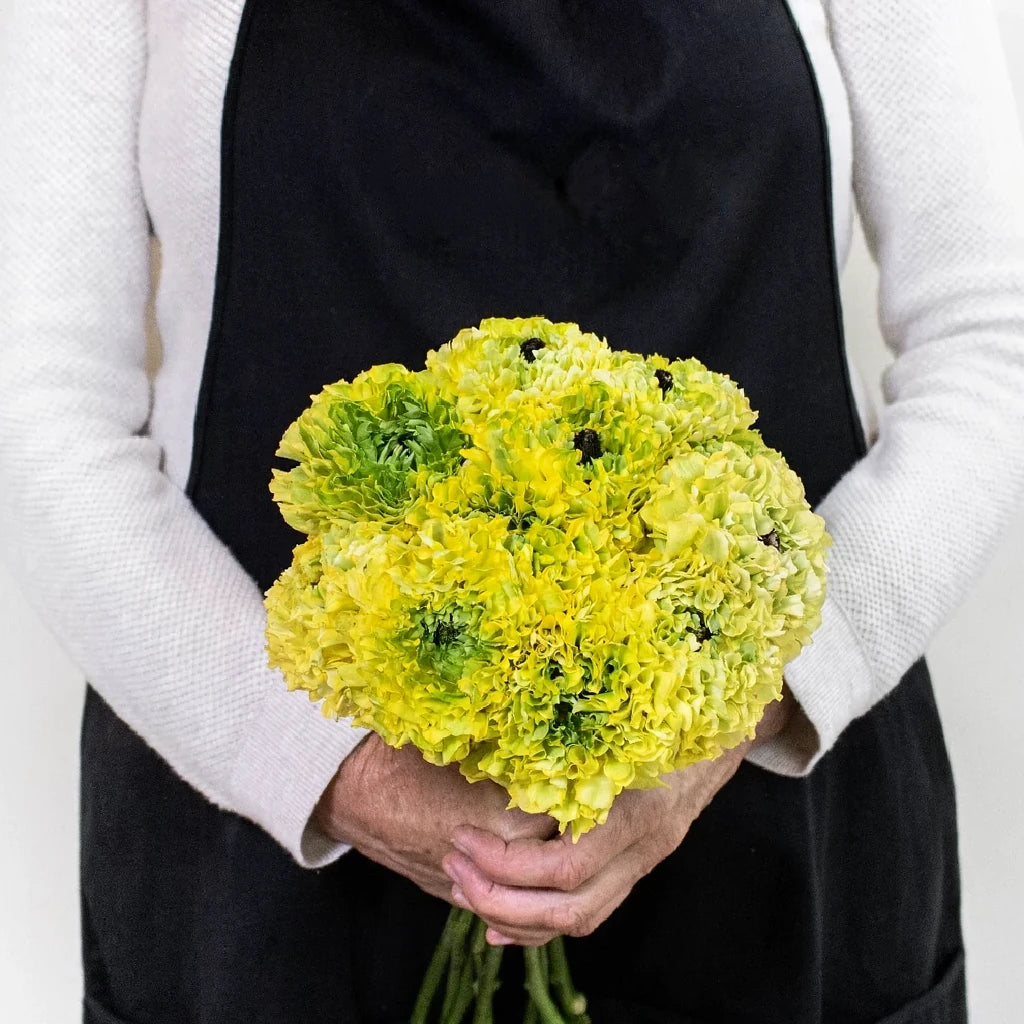 Pon pon Ranunculus - Yellow - main