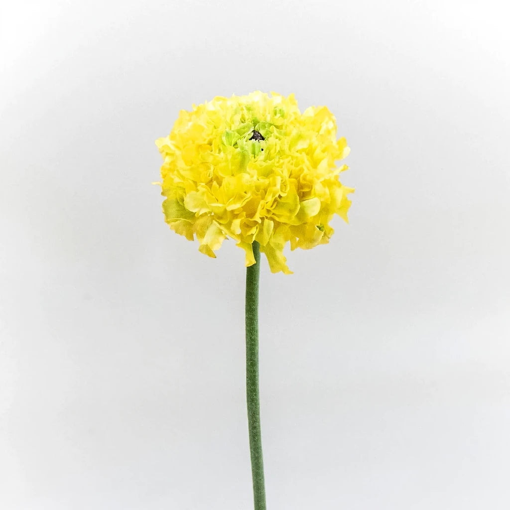 Pon pon Ranunculus - Yellow - alternative 2