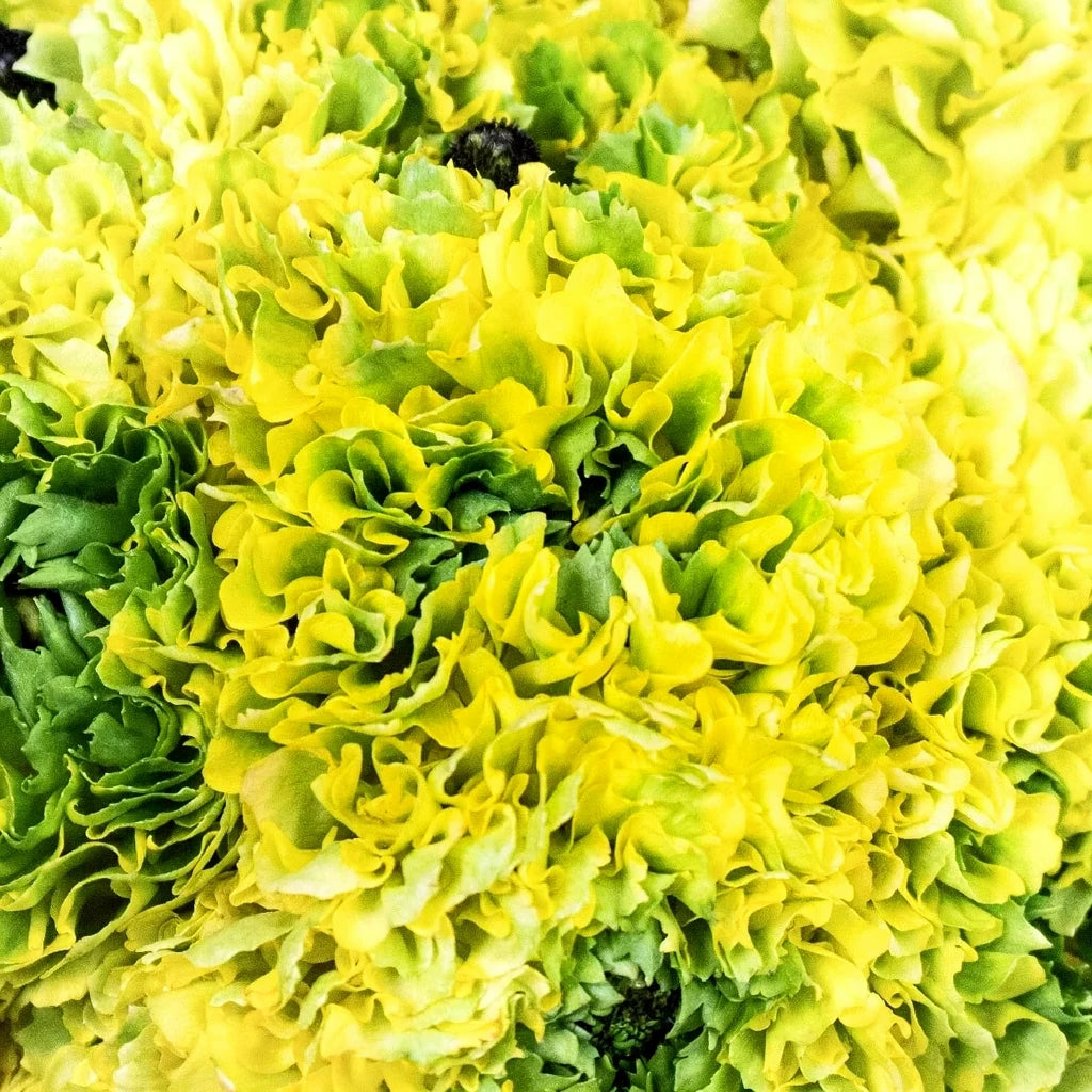 Pon pon Ranunculus - Yellow - alternative 1