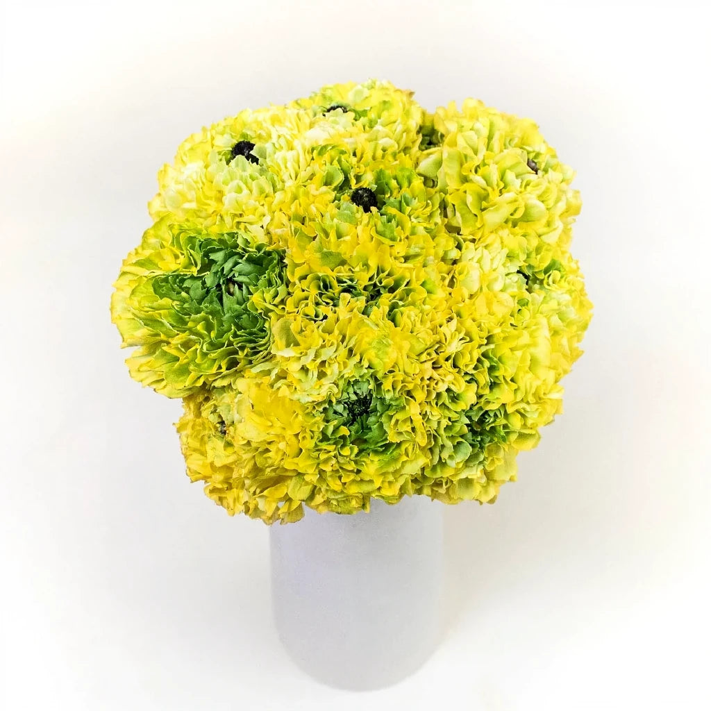 Pon pon Ranunculus - Yellow - alternative 3