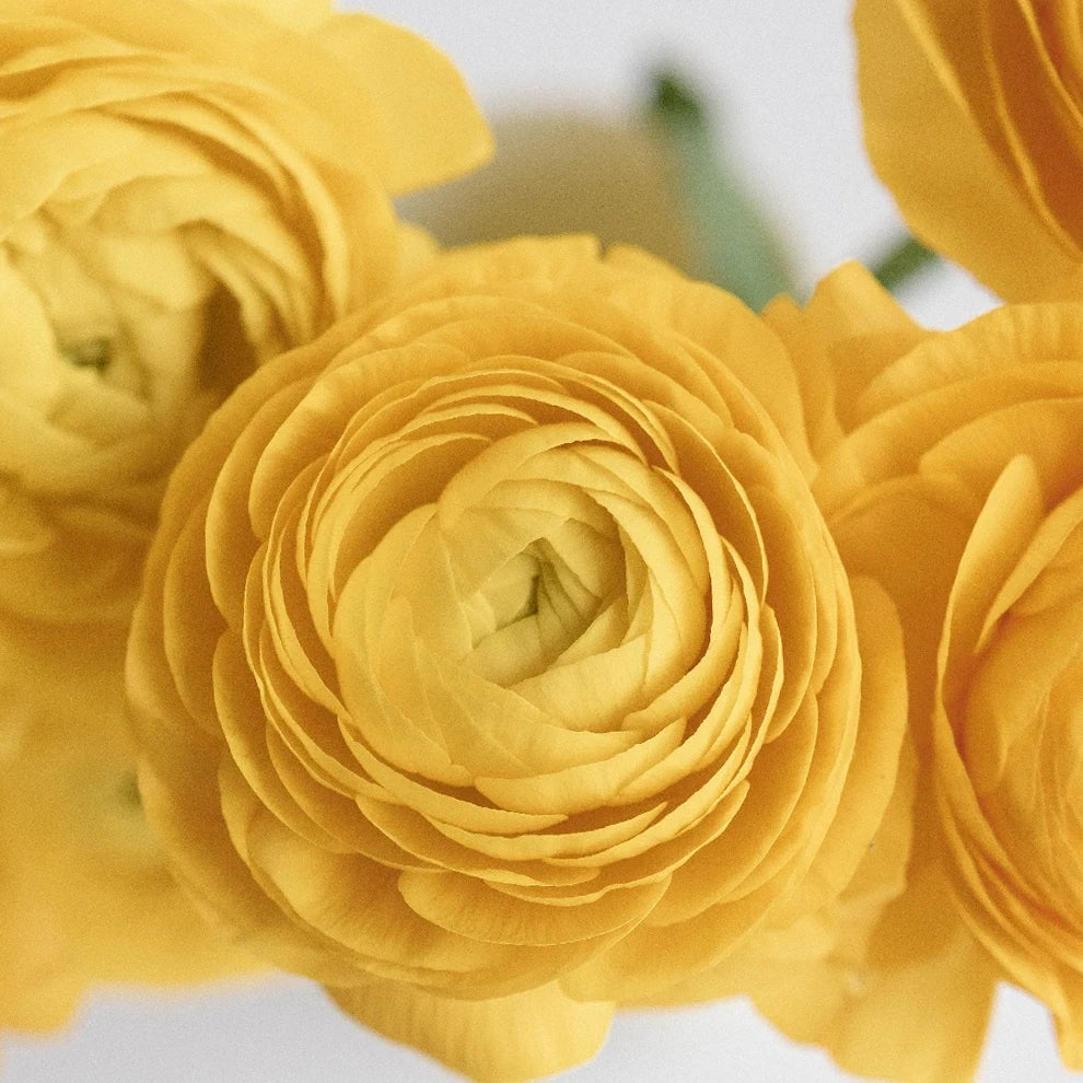Yellow Ranunculus - alternative 2