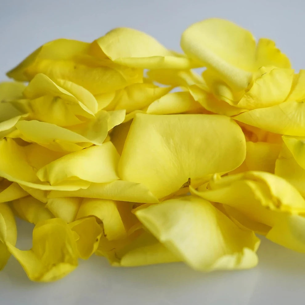 Yellow Rose Petals - alternative 1