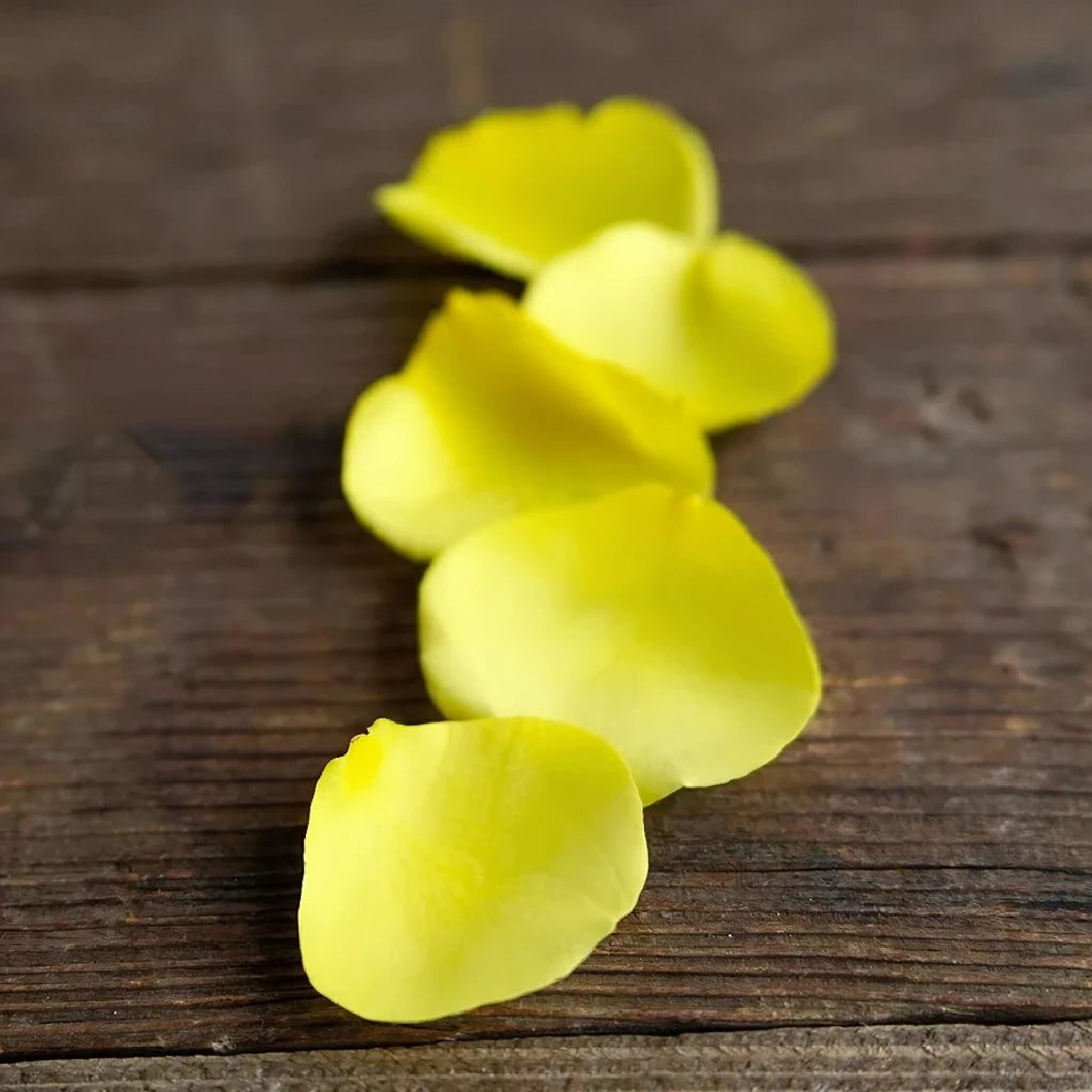 Yellow Rose Petals - alternative 2