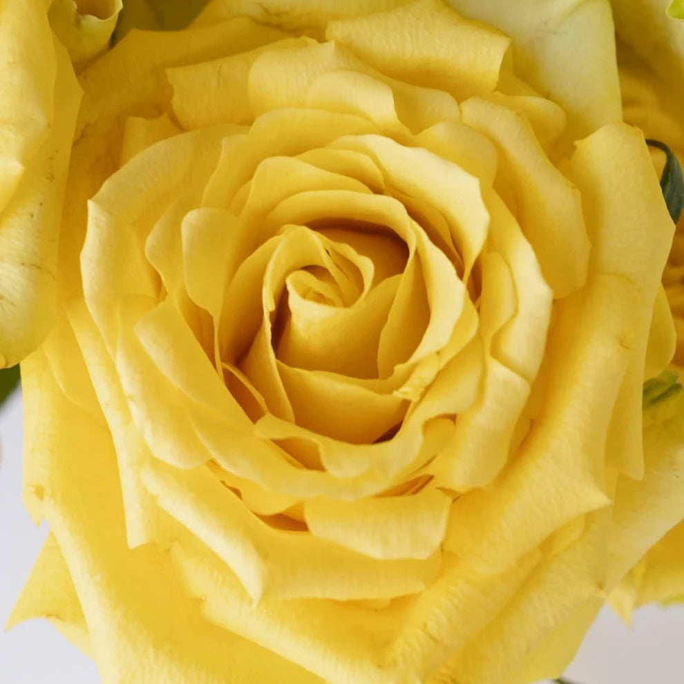 Stardust Roses Standard - main