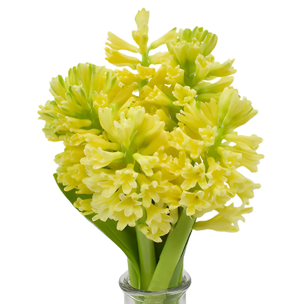 Yellow Hyacinth - main