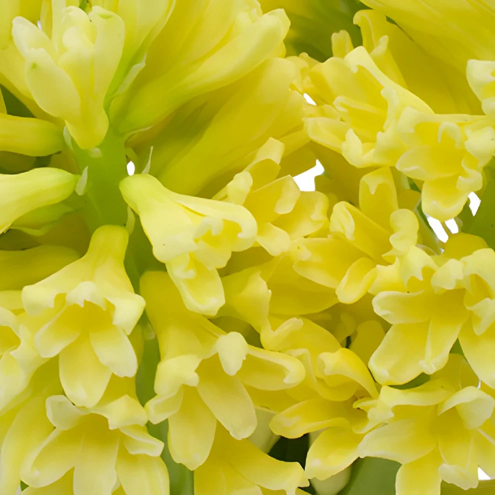 Yellow Hyacinth - alternative 1