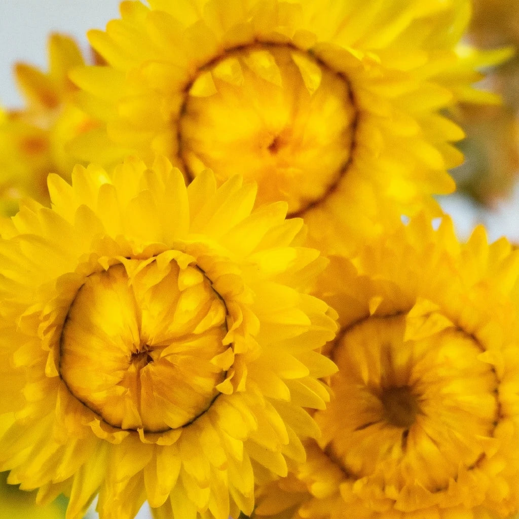 Yellow Straw Flower - alternative 1