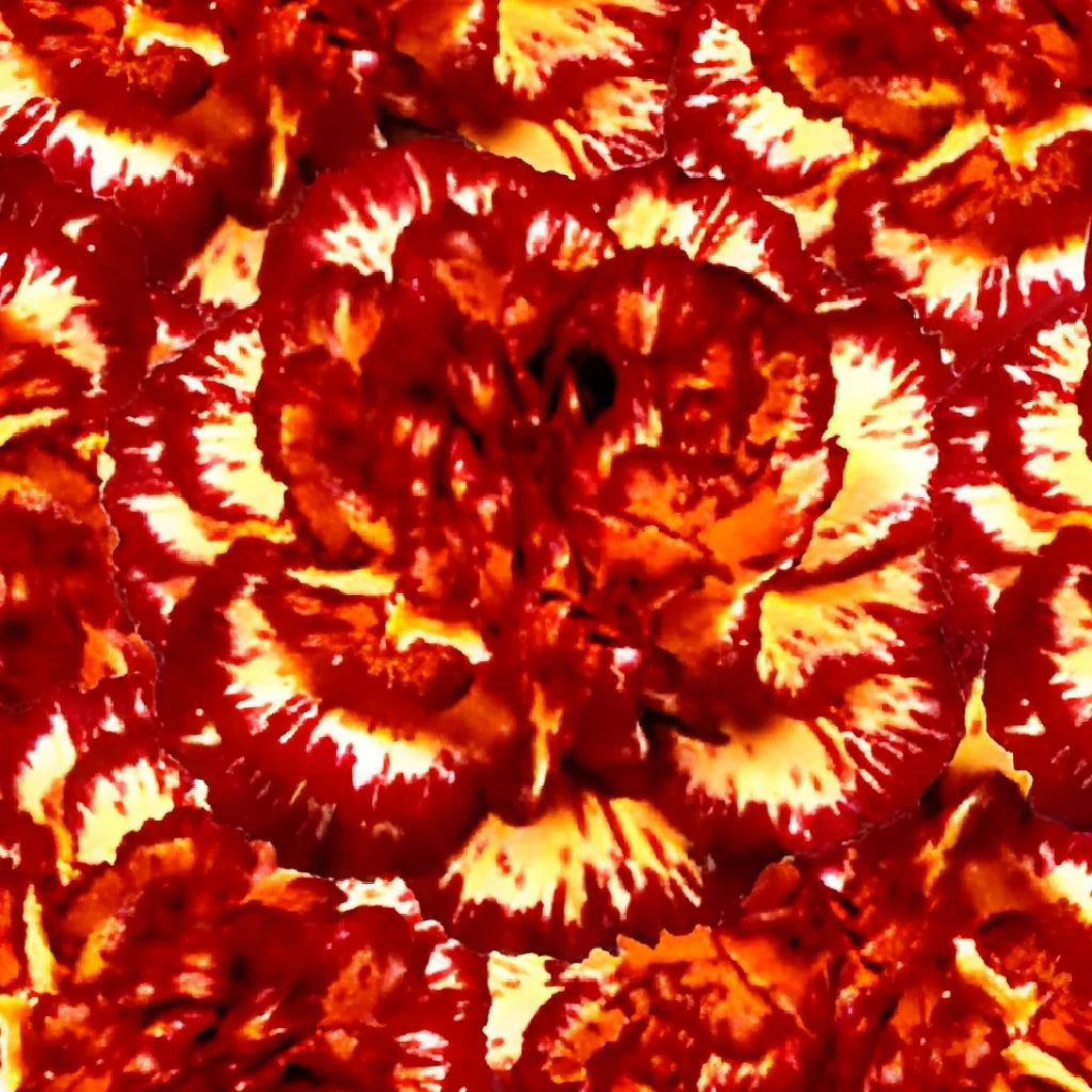 Viana Cream Carnations - main