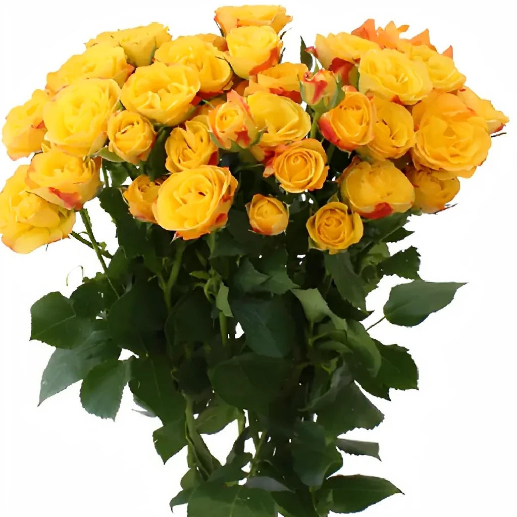 Rumba Roses Spray - main