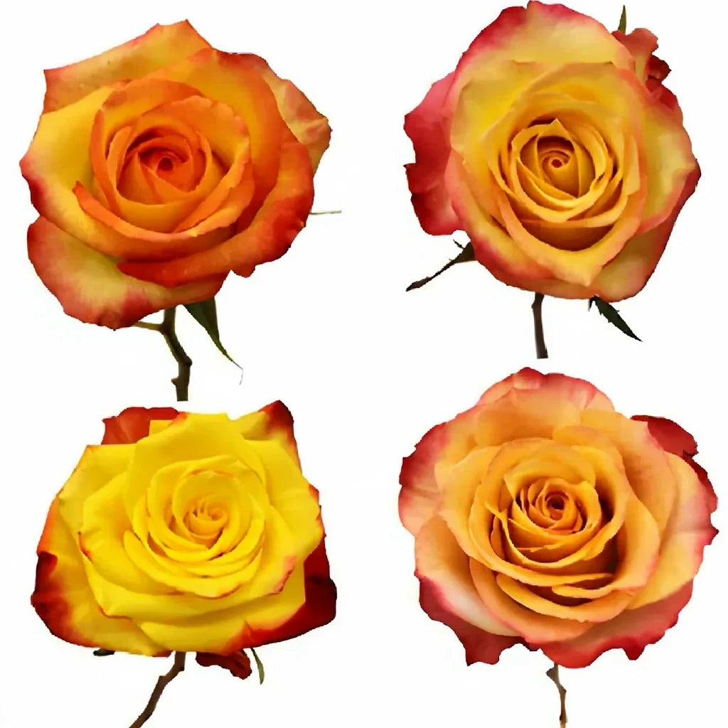 Konfetti Roses Standard - main