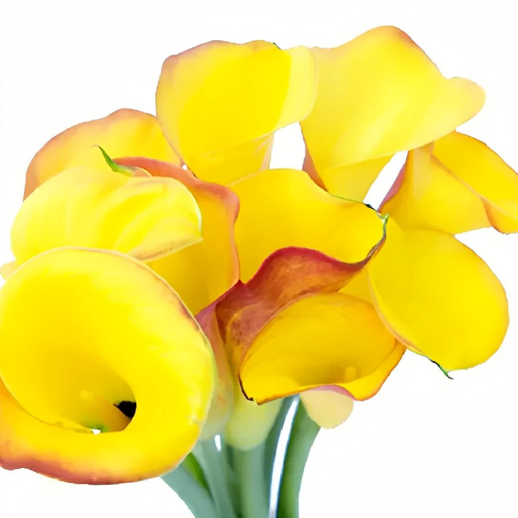 Flame Calla Lily Mini - alternative 2