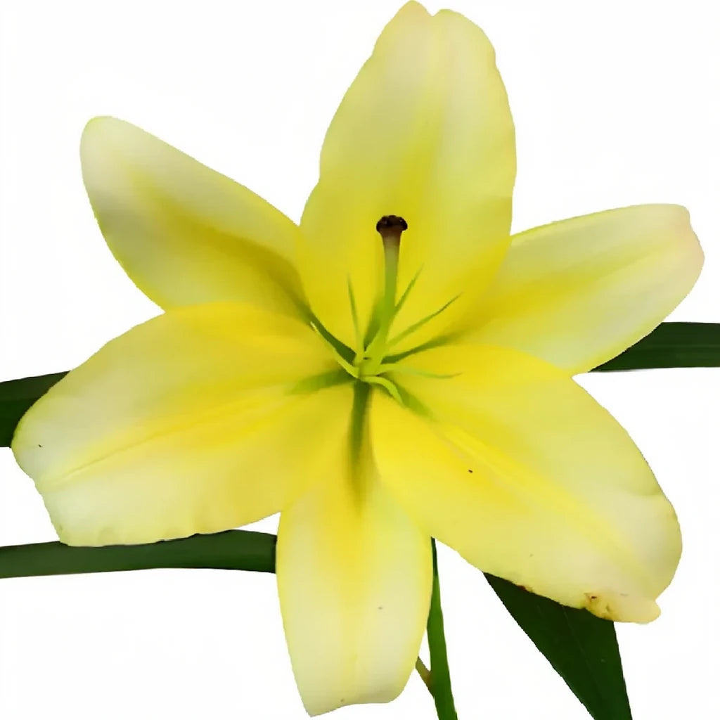 Lesotho Lilies Oriental - alternative 1
