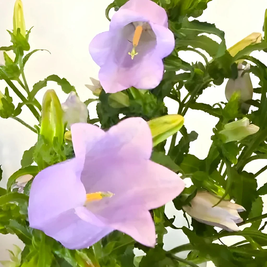 Lavender Campanulas - main