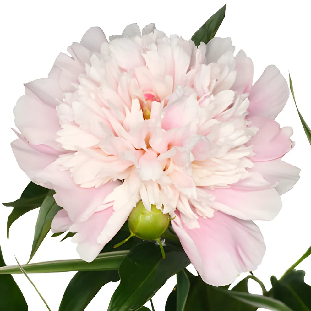 Blush Orchids Mini Cymbidium - alternative 2