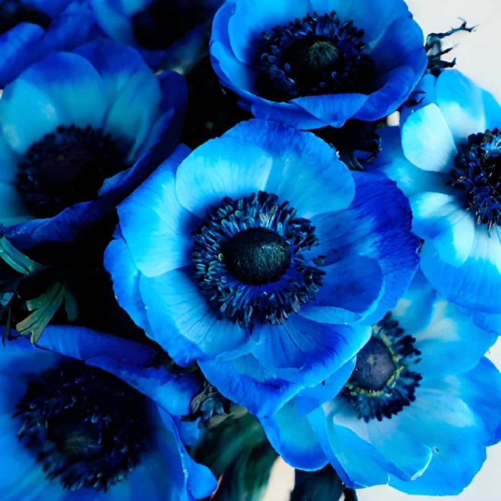 Tinted Anemones - alternative 2