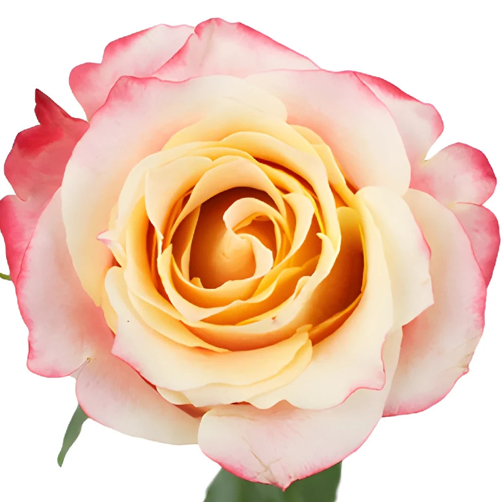 3D Roses Standard - alternative 1