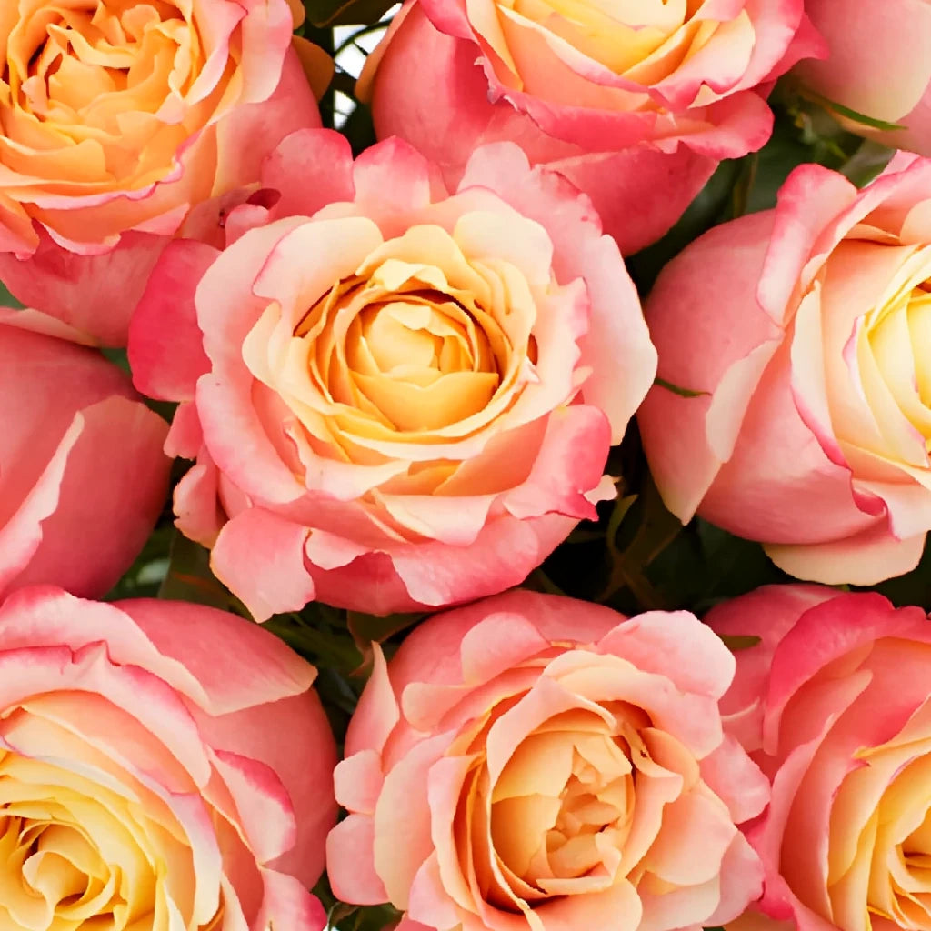 3D Roses Standard - main