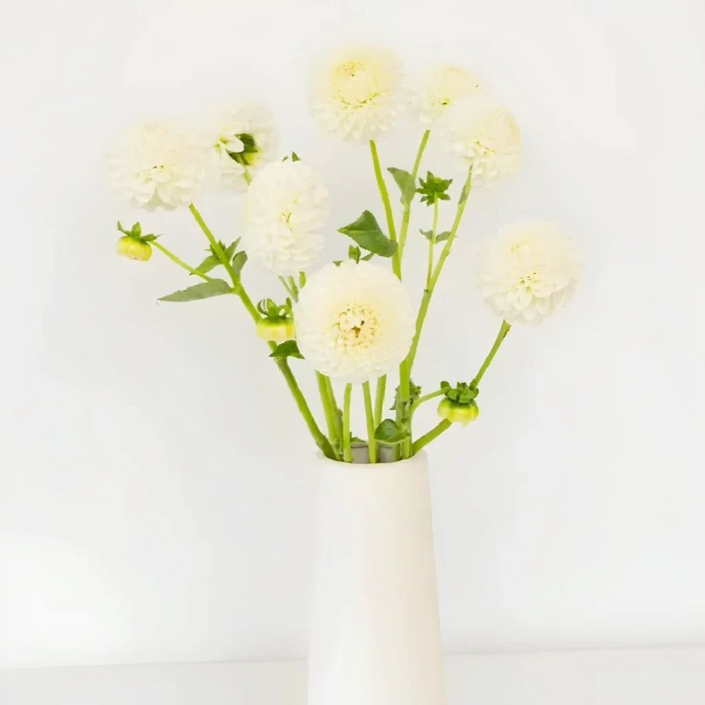 Honeycomb Dahlias - White - alternative 2