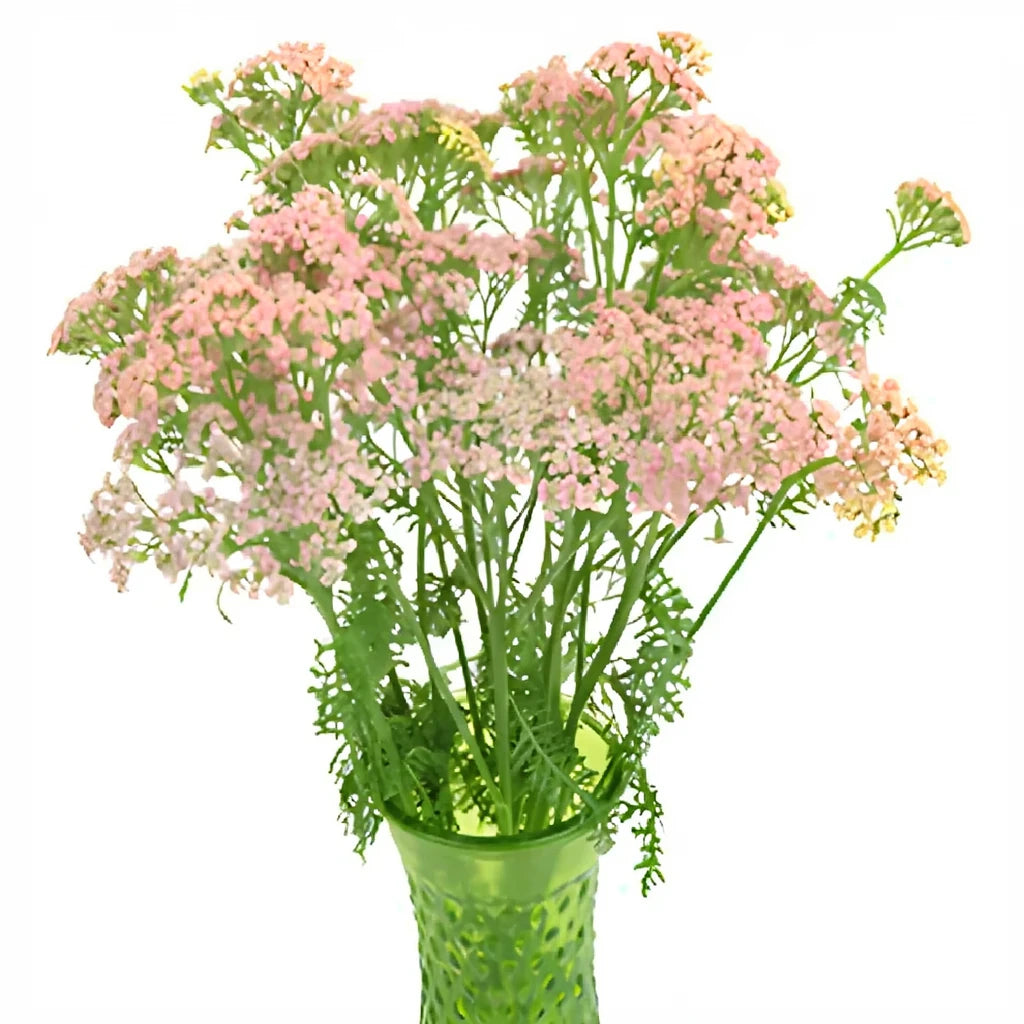 Pink Light Yarrow - main