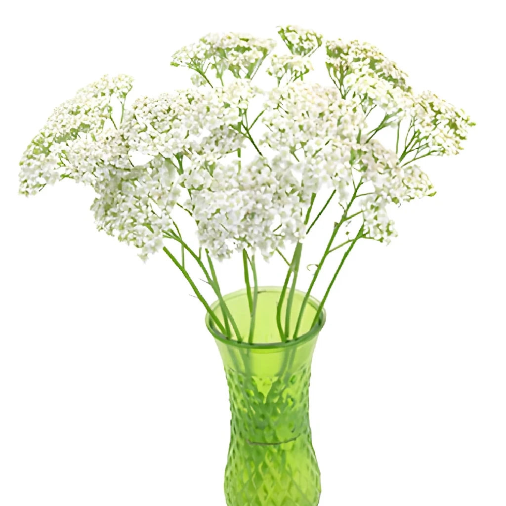White Yarrow - main