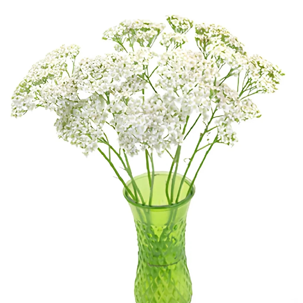 Cottage Yarrow - Cream - main