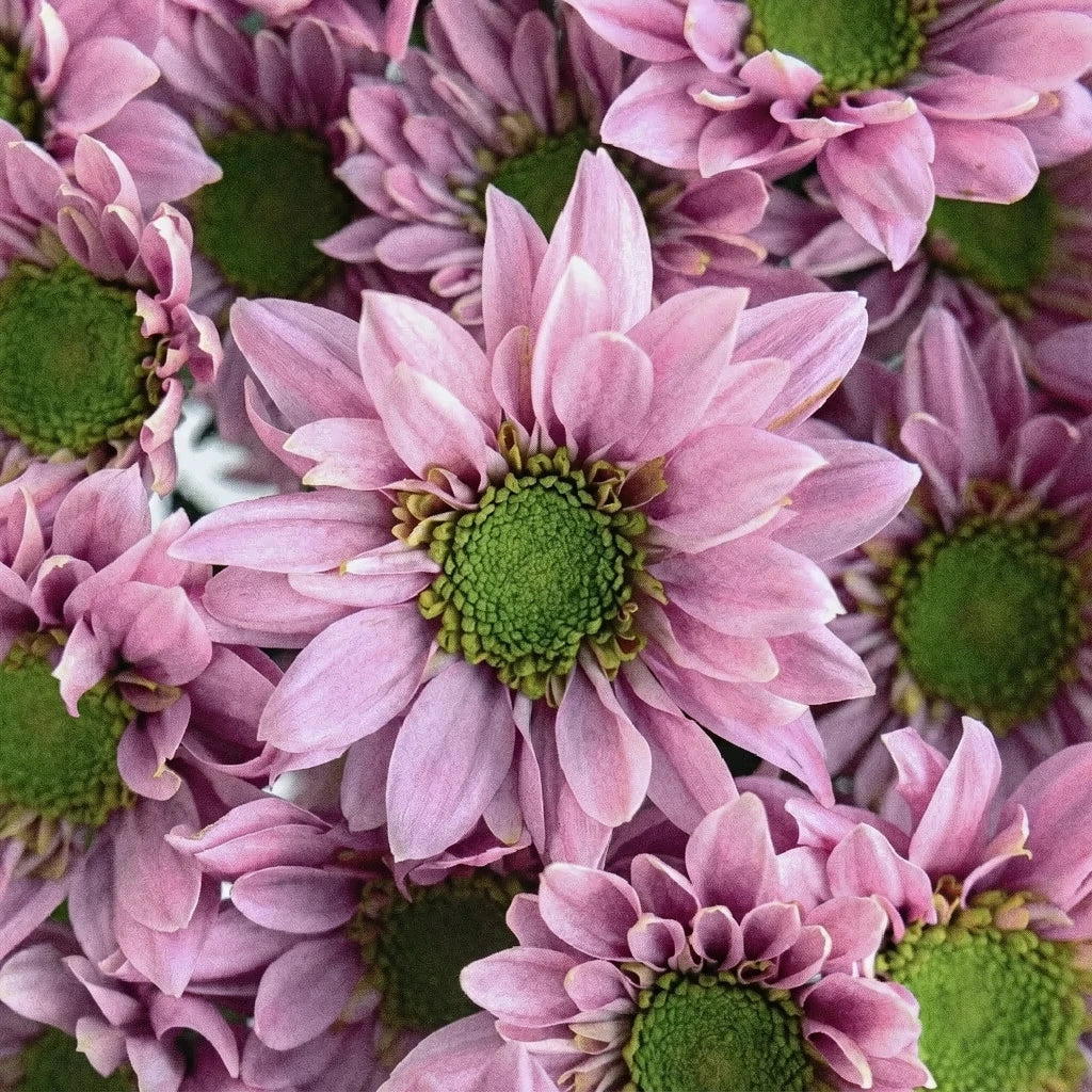 Pink Pom Daisy - main
