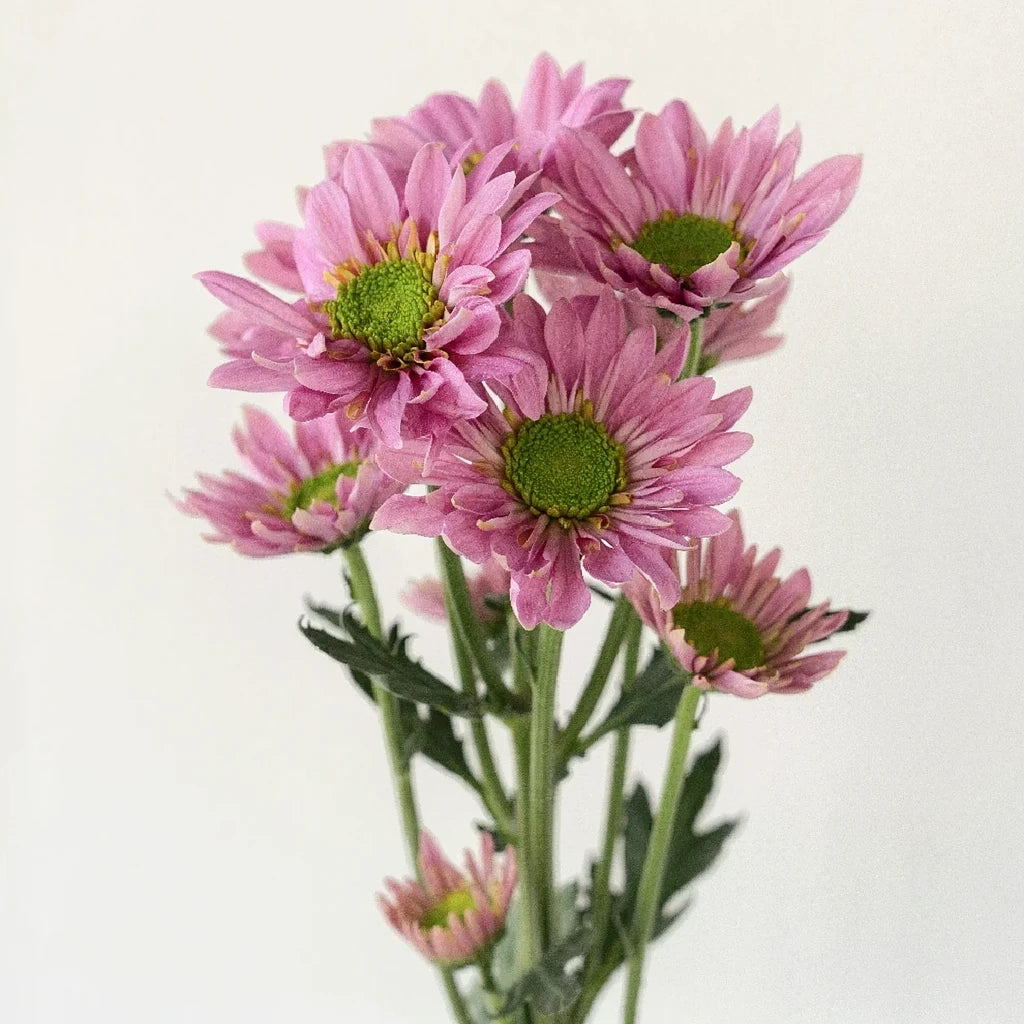 Pink Pom Daisy - alternative 1