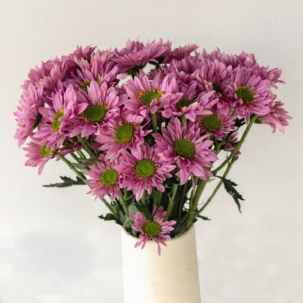 Pink Pom Daisy - alternative 2