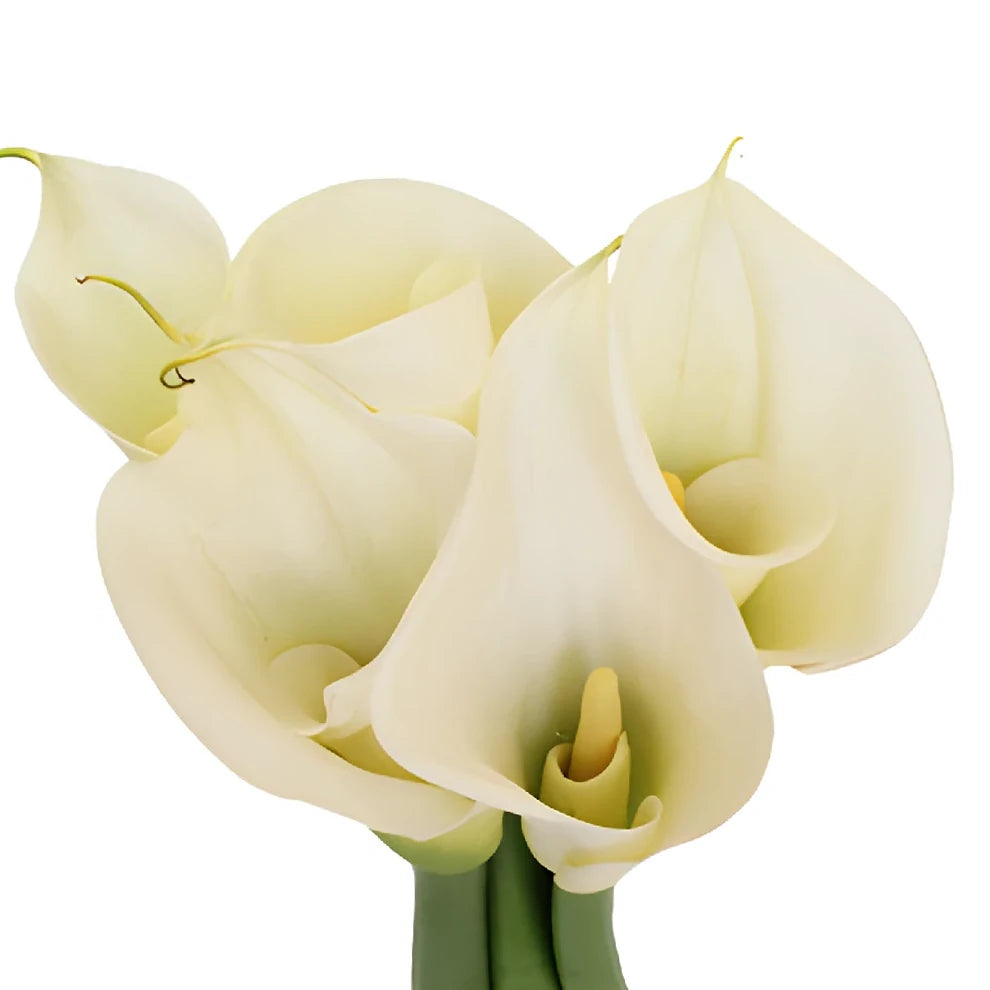 White Calla Lily Standard - alternative 3
