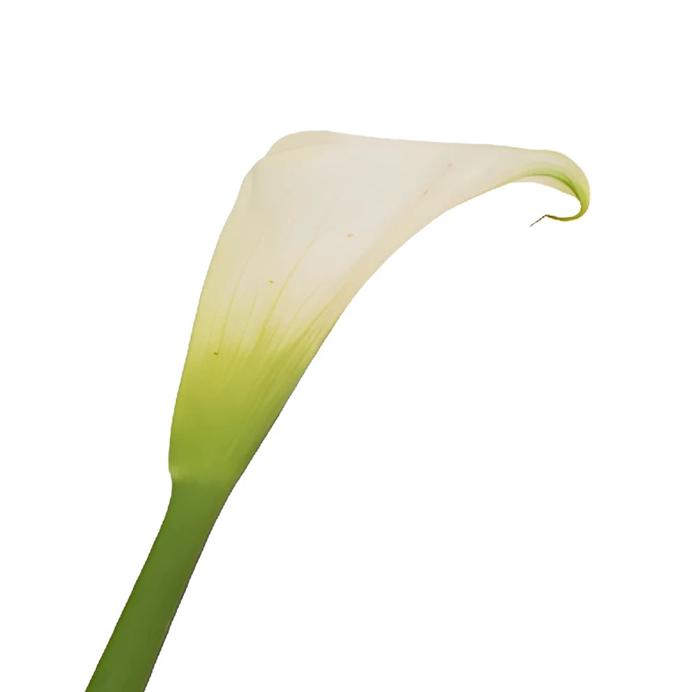 White Calla Lily Standard - main