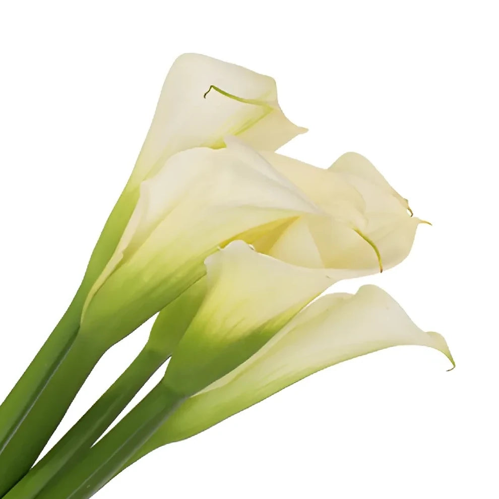 White Calla Lily Standard - alternative 2
