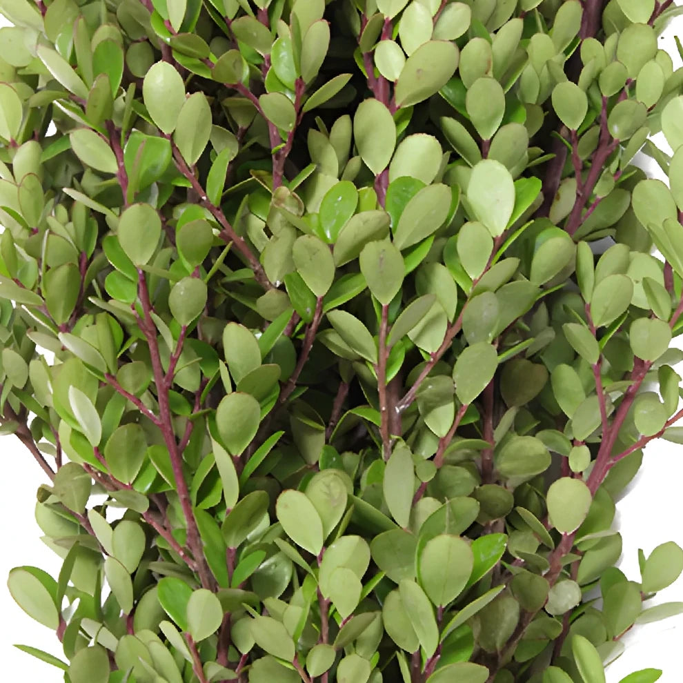 Boxwood Garland - main