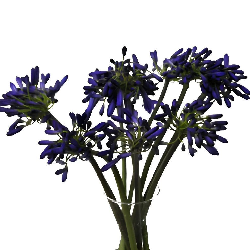 Blue Agapanthus - alternative 1