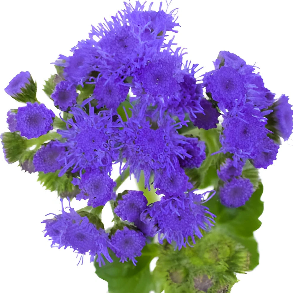Purple Ageratum - alternative 2