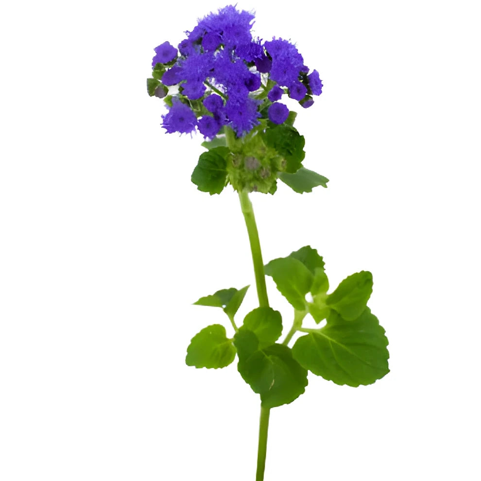 Purple Ageratum - main
