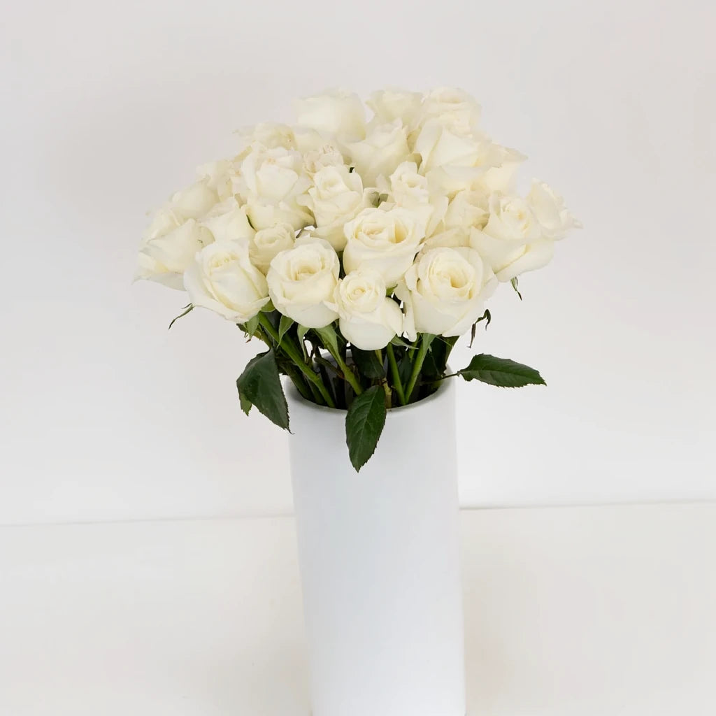 Akito Roses Standard - alternative 1