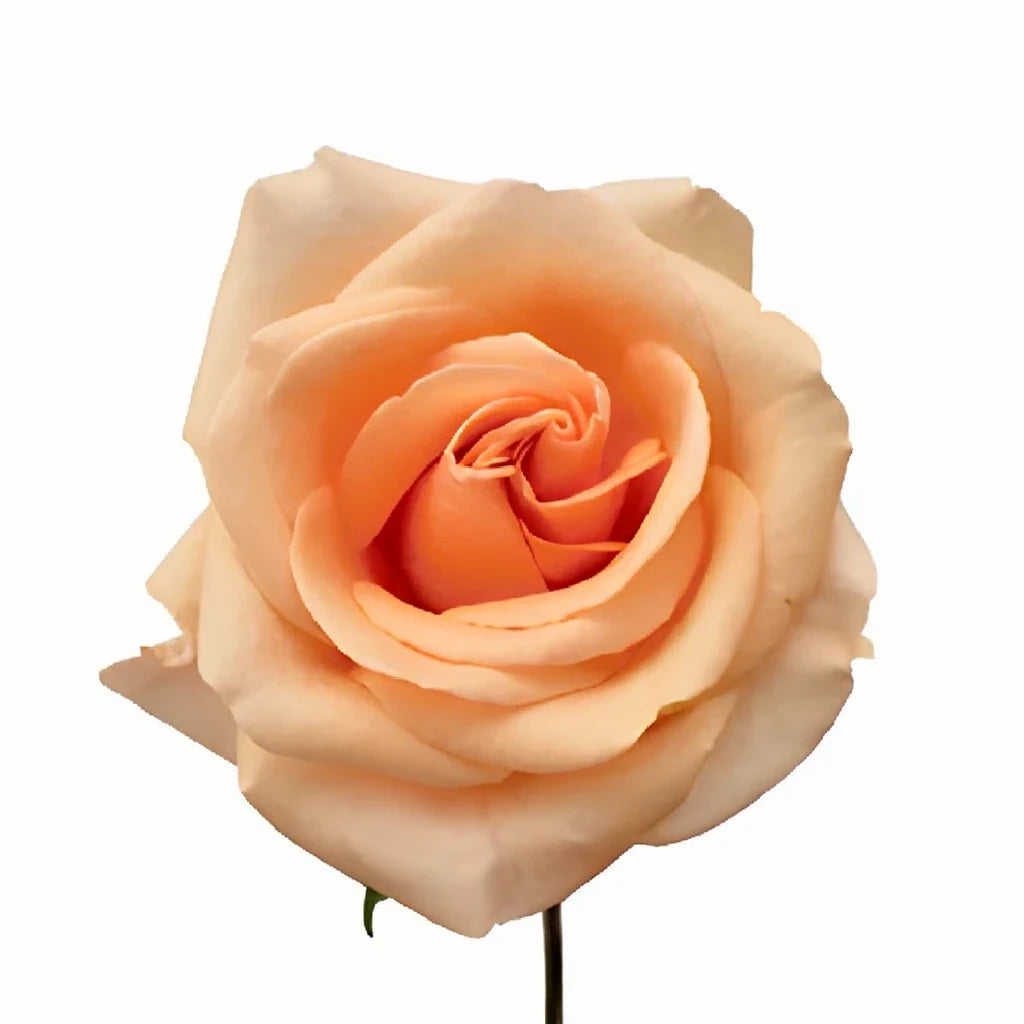 Alejandra Roses Standard - main
