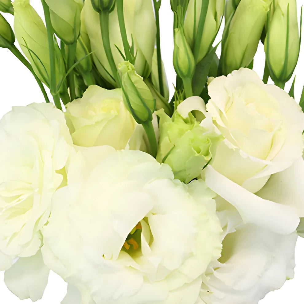 Bicolor White & Purple Lisianthus - alternative 2