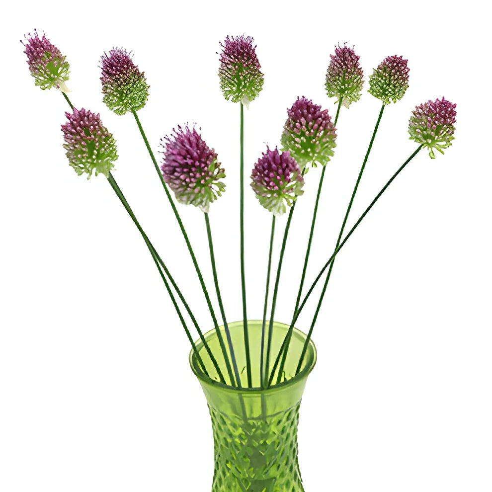 Bullet Allium - main