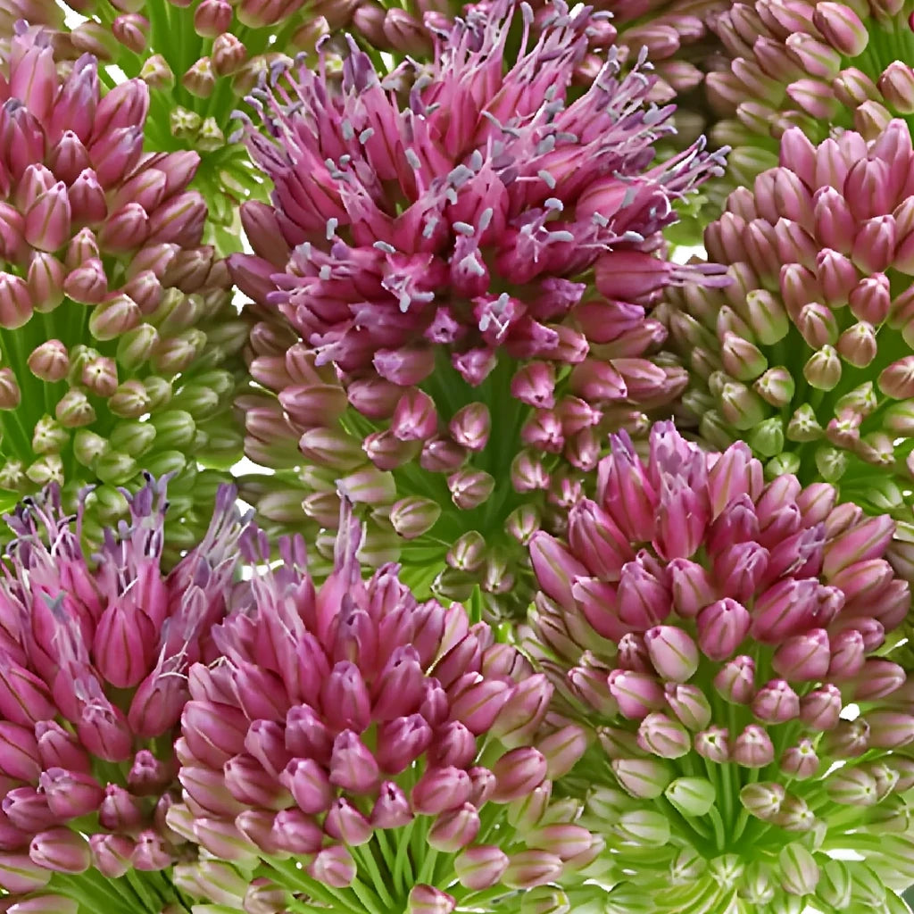 Bullet Allium - alternative 3
