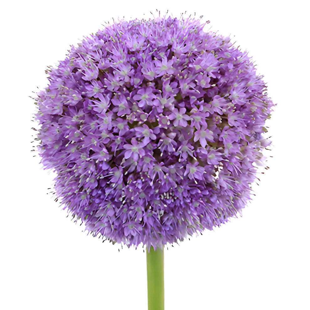 Lavender Allium - alternative 1