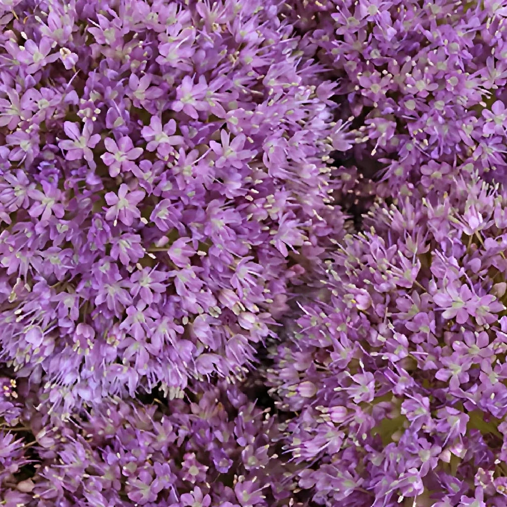 Lavender Allium - alternative 4