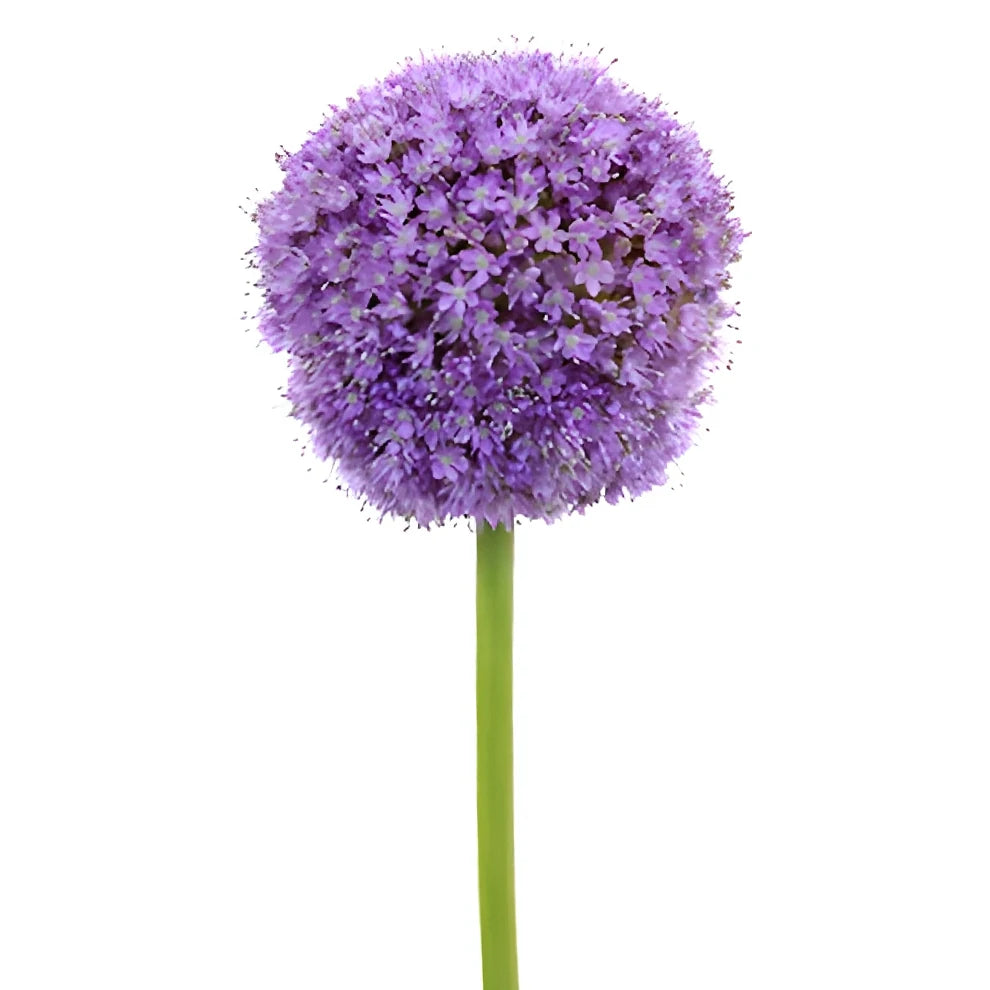 Lavender Allium - main