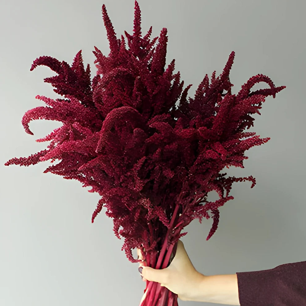 Upright Red Amaranthus - alternative 1
