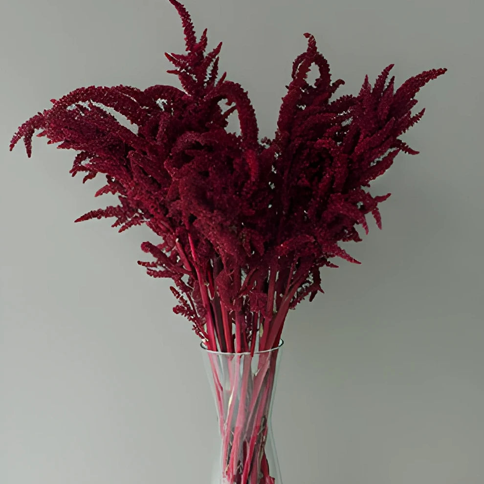 Upright Red Amaranthus - alternative 4