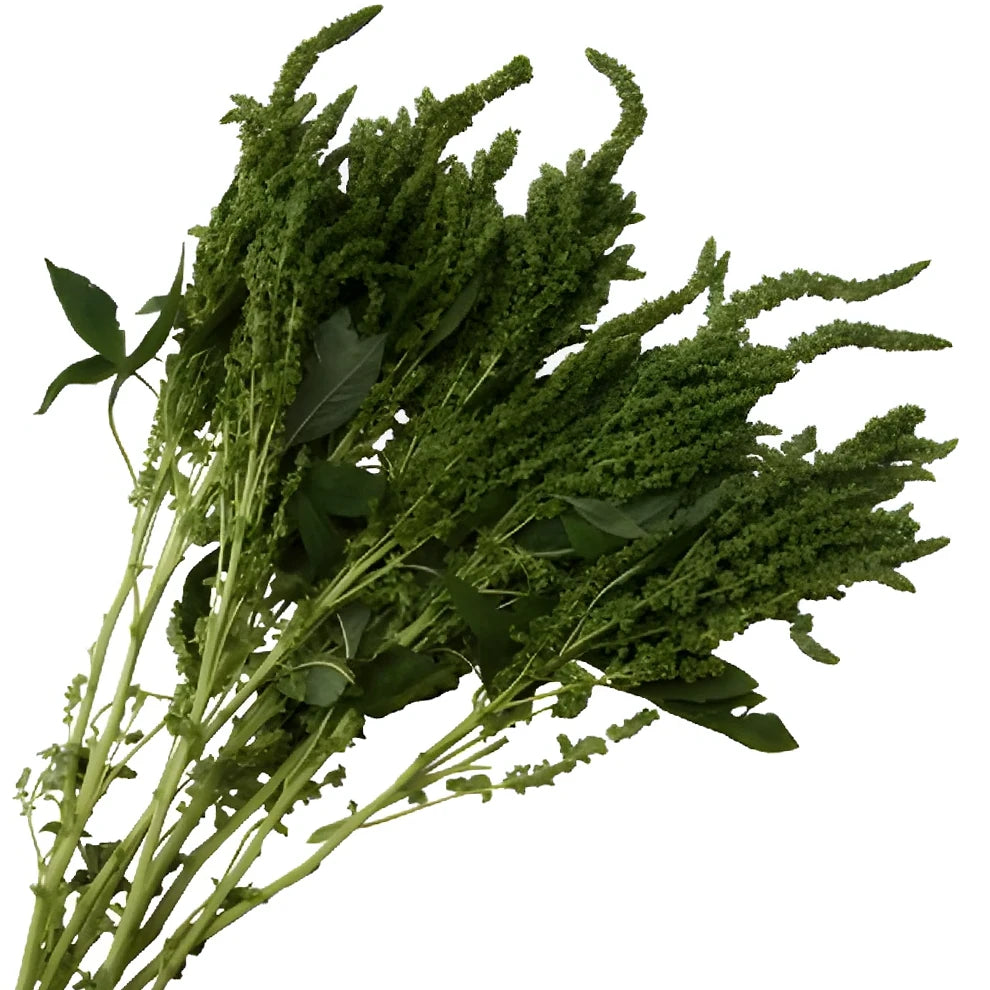 Upright Green Amaranthus - alternative 1